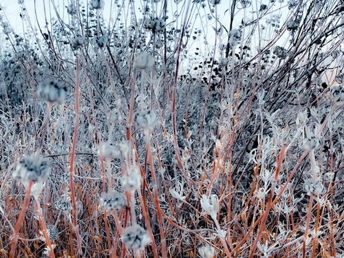 blooming dry flowers in the grass field in winter Mural by Timmy333