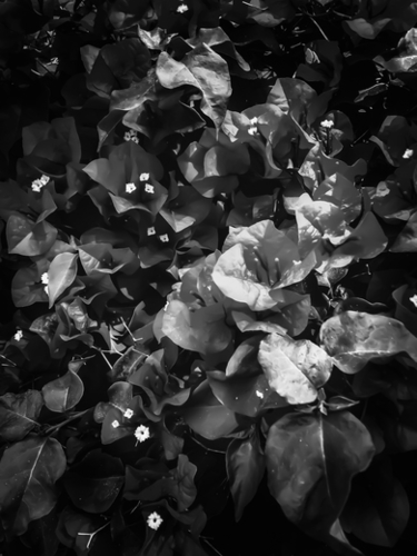 closeup blooming bougainvillea flowers in black and white Mural by Timmy333