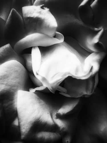 rose texture abstract background in black and white Mural by Timmy333