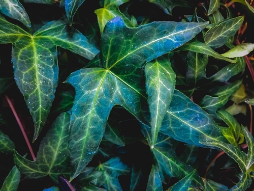 closeup green ivy leaves texture background Mural by Timmy333