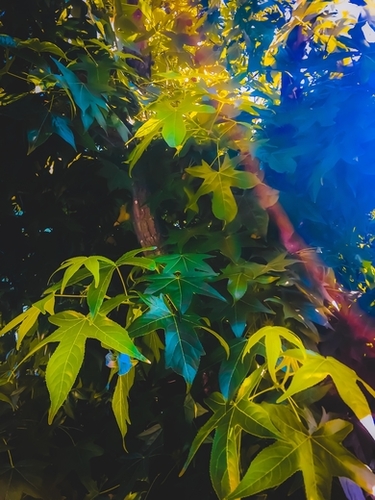 closeup tree with green leaves texture background Mural by Timmy333