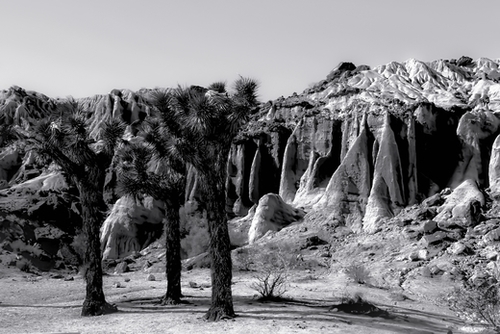 cactus in the desert at Red Rock Canyon state park California in black and white Mural by Timmy333