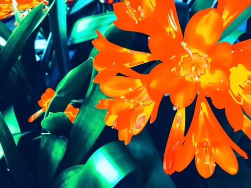 blooming orange Clivia flowers with green leaves background Mural by Timmy333