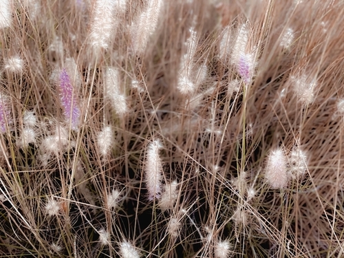 Closeup blooming grass flowers field texture background Mural by Timmy333