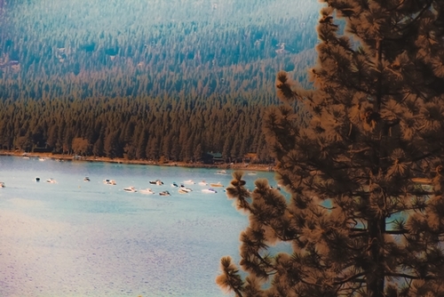 pine tree and boats on the water at Lake Tahoe Nevada USA Mural by Timmy333