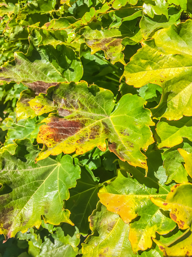 closeup green ivy leaves texture background Mural by Timmy333