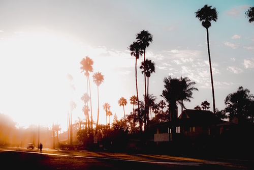 sunset sky in summer with palm tree view in California USA Mural by Timmy333