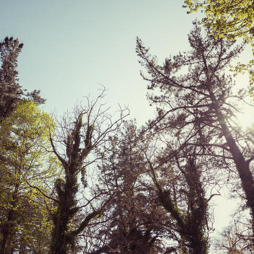 Trees Mural by Salvatore Russolillo