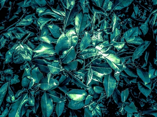 vintage style green leaves texture background Mural by Timmy333