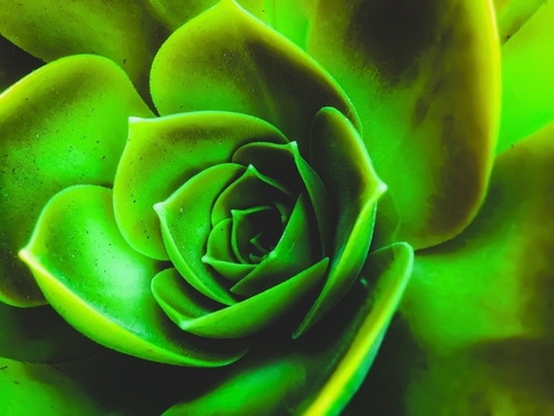 closeup green succulent plant texture Mural by Timmy333