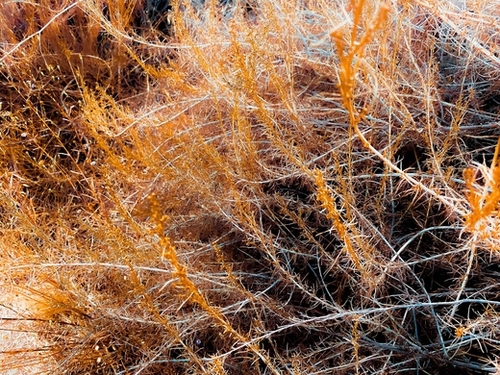 closeup dry brown grass field texture abstract background Mural by Timmy333