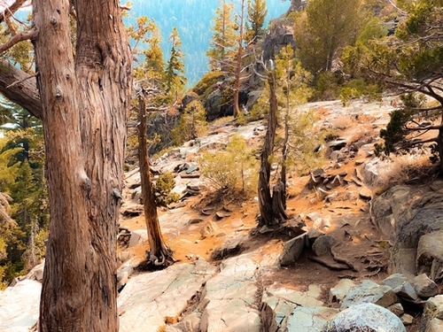 green pine tree at Lake Tahoe California USA Mural by Timmy333