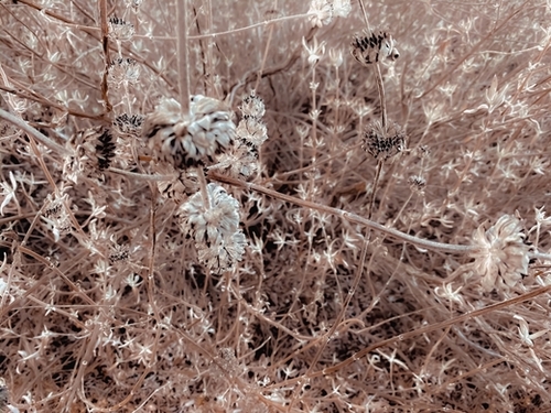 blooming dry flowers with brown dry grass texture abstract Mural by Timmy333