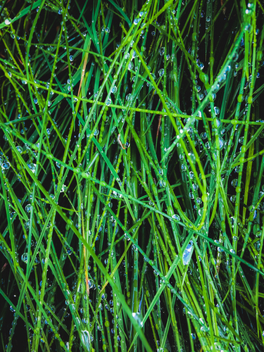 closeup green grass field texture with raindrops Mural by Timmy333