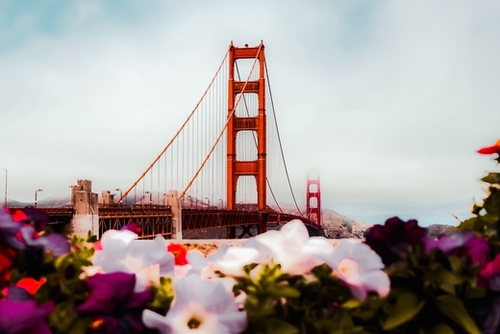 Golden Gate Bridge, San Francisco, USA with blooming flowers Mural by Timmy333