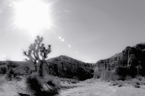 cactus in desert with summer sunlight at Red Rock Canyon, California, USA in black and white Mural by Timmy333
