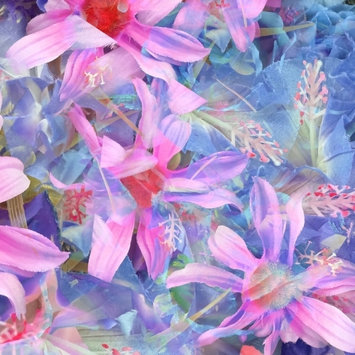blooming pink and blue daisy flower abstract background Mural by Timmy333