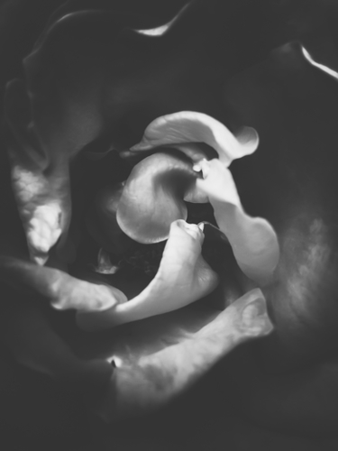 closeup rose in black and white Mural by Timmy333