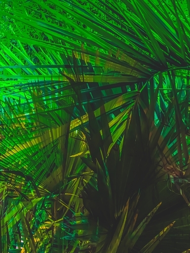 Closeup green palm leaves texture abstract background Mural by Timmy333