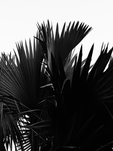 palm leaves texture abstract background in black and white Mural by Timmy333