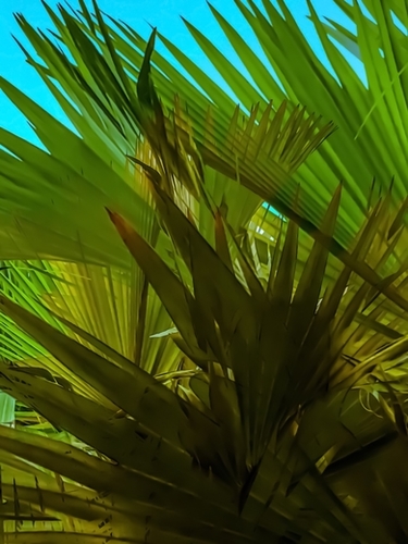 green palm leaves texture with blue sky background Mural by Timmy333