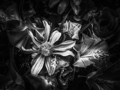 blooming flowers with pollen background in black and white Mural by Timmy333