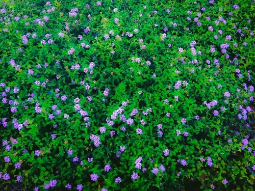 blooming purple flowers garden with green leaves Mural by Timmy333