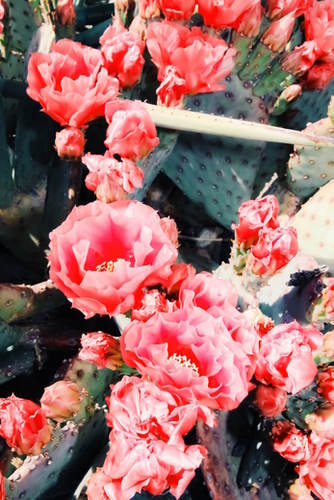 closeup blooming red cactus flower texture background Mural by Timmy333