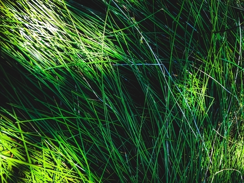 closeup green grass field texture abstract background Mural by Timmy333