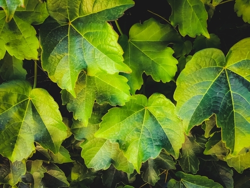 closeup green ivy leaves garden texture background Mural by Timmy333