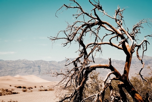 Tree branch in the sand desert and mountain view at Death Valley national park California USA Mural by Timmy333