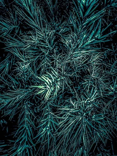 green spiky plant texture abstract background Mural by Timmy333