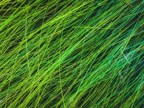 green grass field texture abstract background Mural by Timmy333