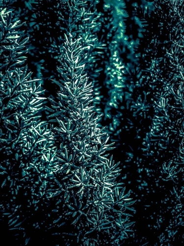 closeup green plant texture background Mural by Timmy333