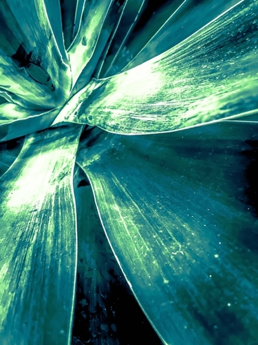 closeup green succulent leaves texture background Mural by Timmy333