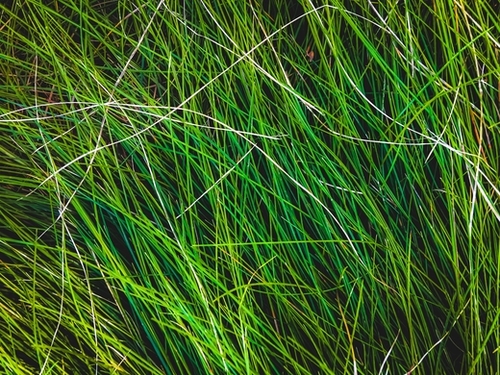 closeup green grass field texture background Mural by Timmy333