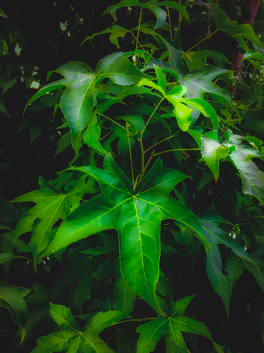 closeup green leaves plant texture background Mural by Timmy333