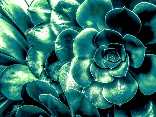 closeup green succulent plant background Mural by Timmy333