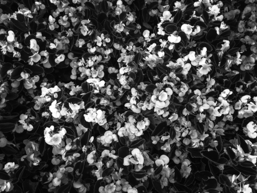 blooming flowers garden background in black and white Mural by Timmy333