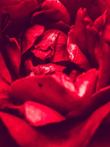 blooming red rose  Mural by Timmy333