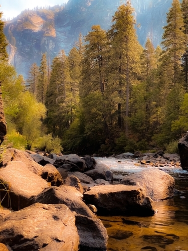 river and pine tree at Yosemite national park USA Mural by Timmy333