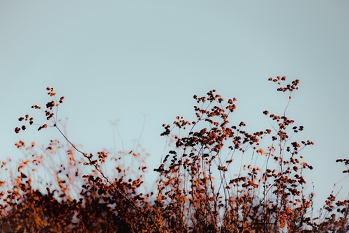 Closeup blooming wildflowers field with blue sky background Mural by Timmy333