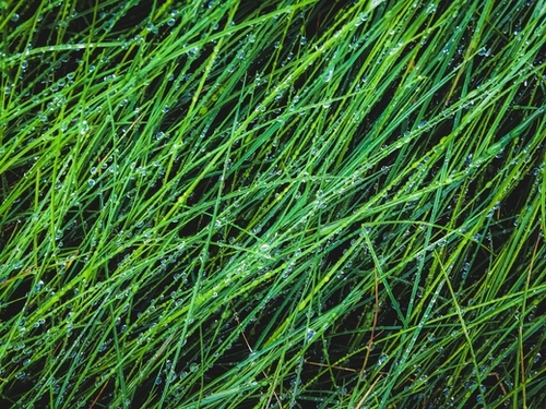 closeup green grass field texture with water drop Mural by Timmy333