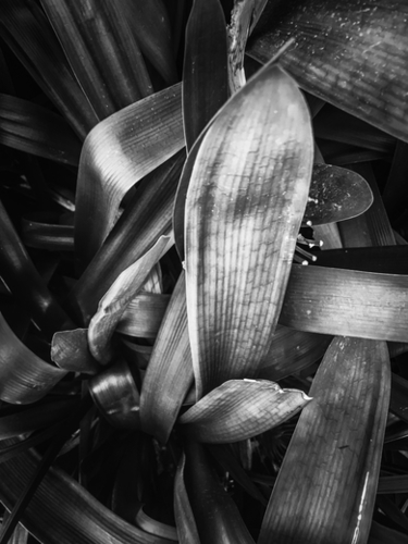 closeup leaves texture background in black and white Mural by Timmy333