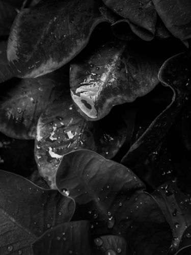 closeup tropical plant leaves texture in black and white Mural by Timmy333