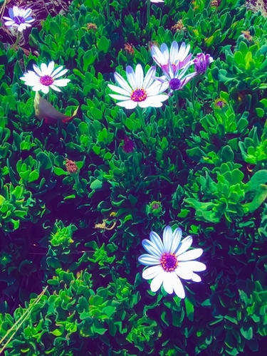 blooming white and purple flowers with green leaves Mural by Timmy333