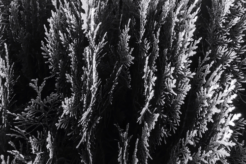 closeup leaf texture abstract background in black and white Mural by Timmy333