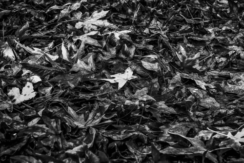 maple leaves texture abstract in black and white Mural by Timmy333