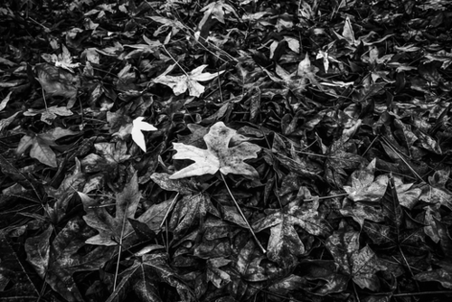 maple leaves texture in black and white Mural by Timmy333