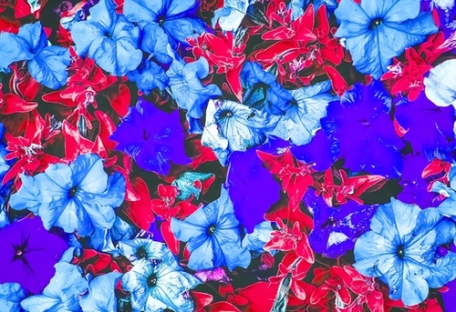closeup flower texture abstract in blue purple red Mural by Timmy333